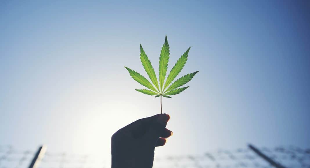 Study Finds Most Canadians Positive On Pot, But Wished They Were Better Informed