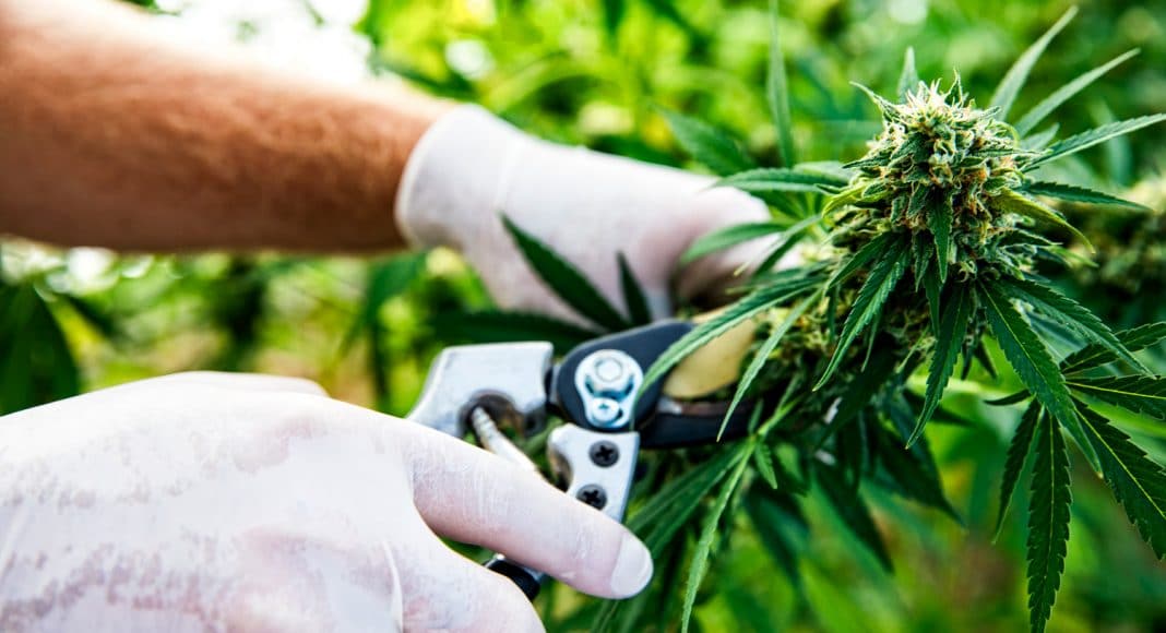 Study Finds No Connection Between Marijuana Legalization and Crime