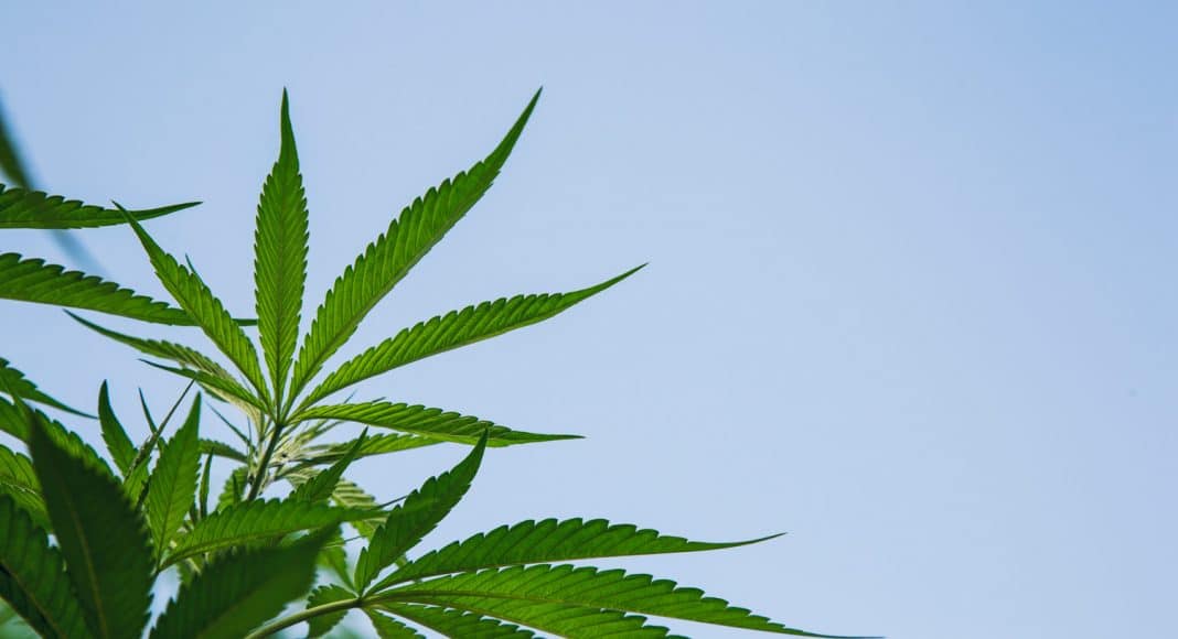 What Impact Does Marijuana Have On the Ozone