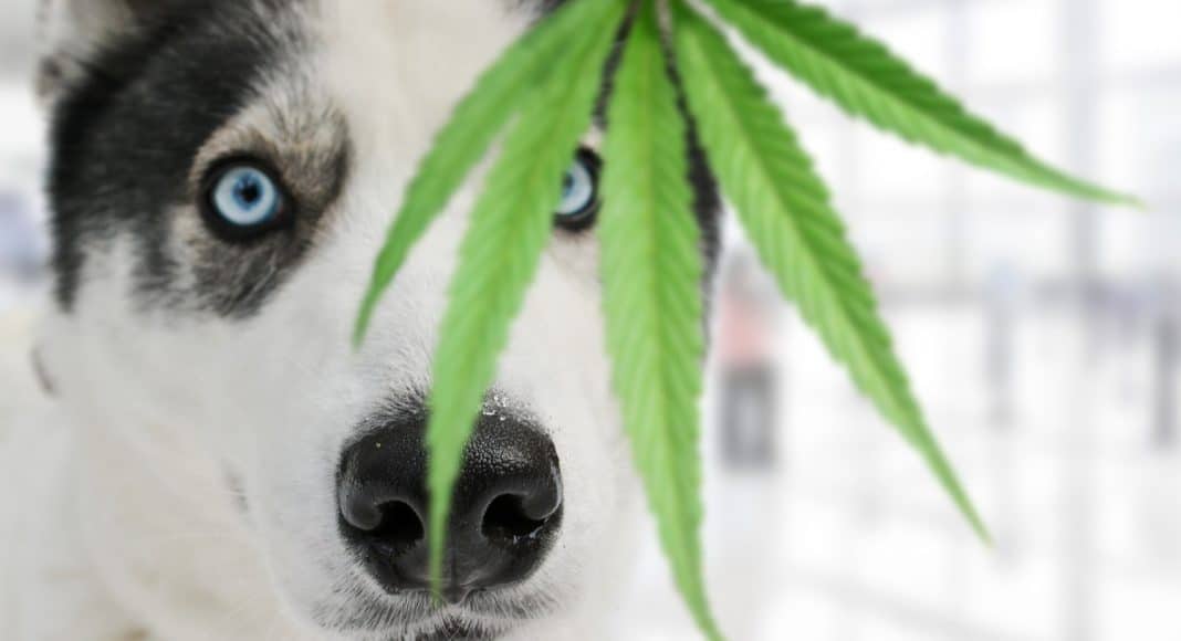 Key Steps If Your Dog Eats Marijuana