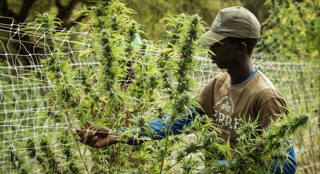 Why Is The Cannabis Industry In Such a Slump?