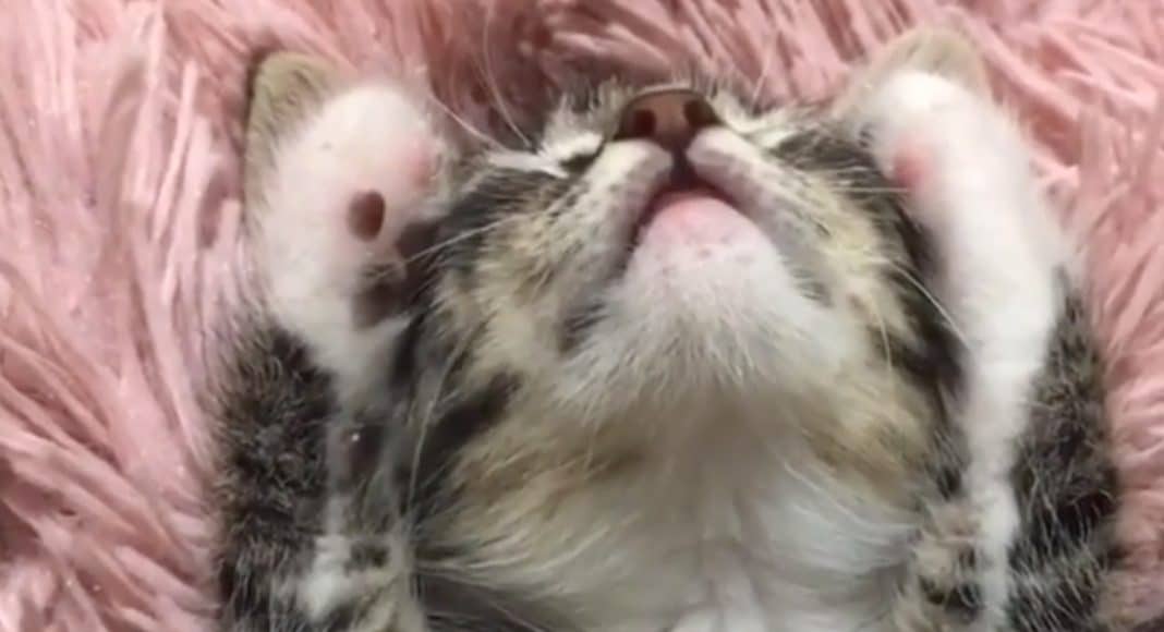 5 Animal Videos To Save Your Week- November 4