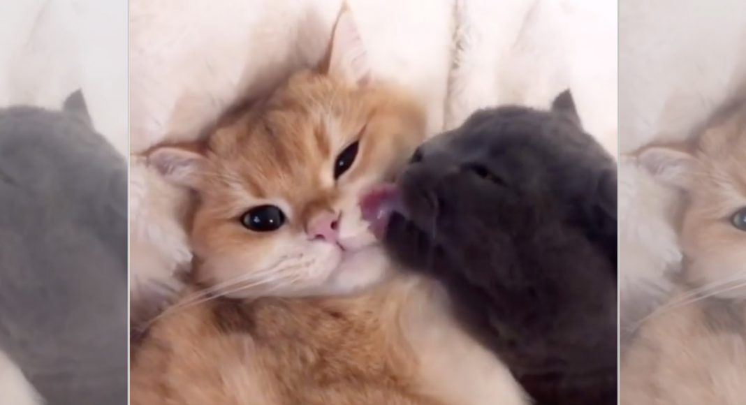 5 Animal Videos To Save Your Week November 11