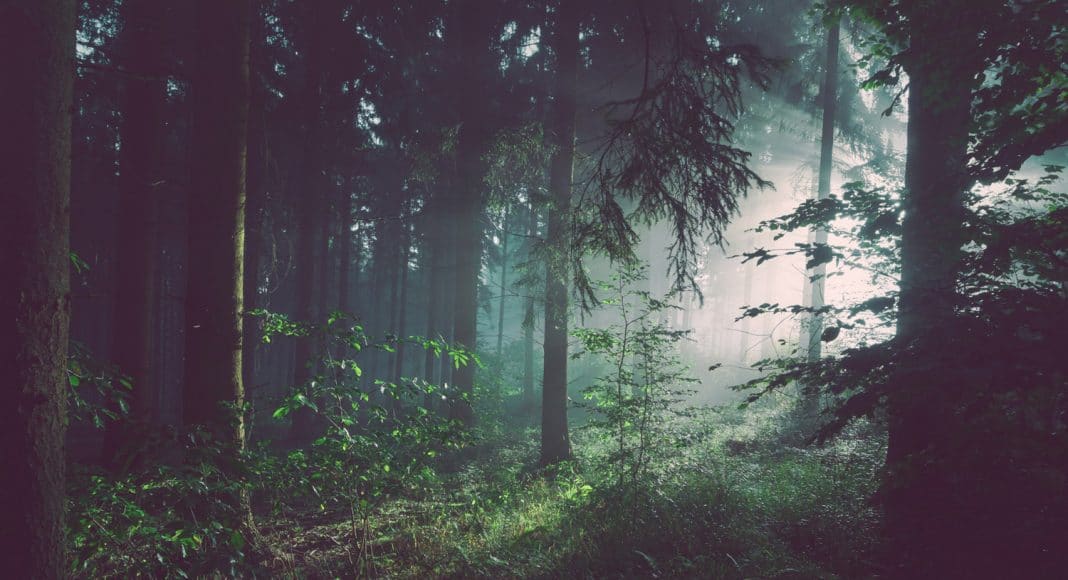 Black Market Marijuana Is Poisoning Public Forests