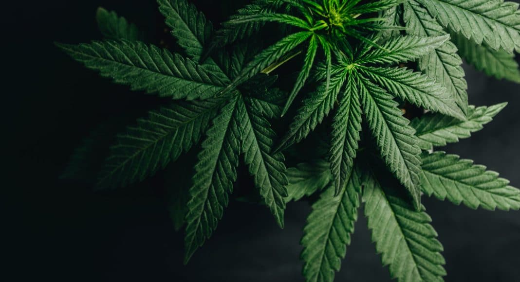 Can My Home Be Seized If My Child Gets Busted For Marijuana?