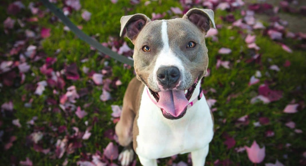 Dogs Of Instagram American Pit Bull Terrier