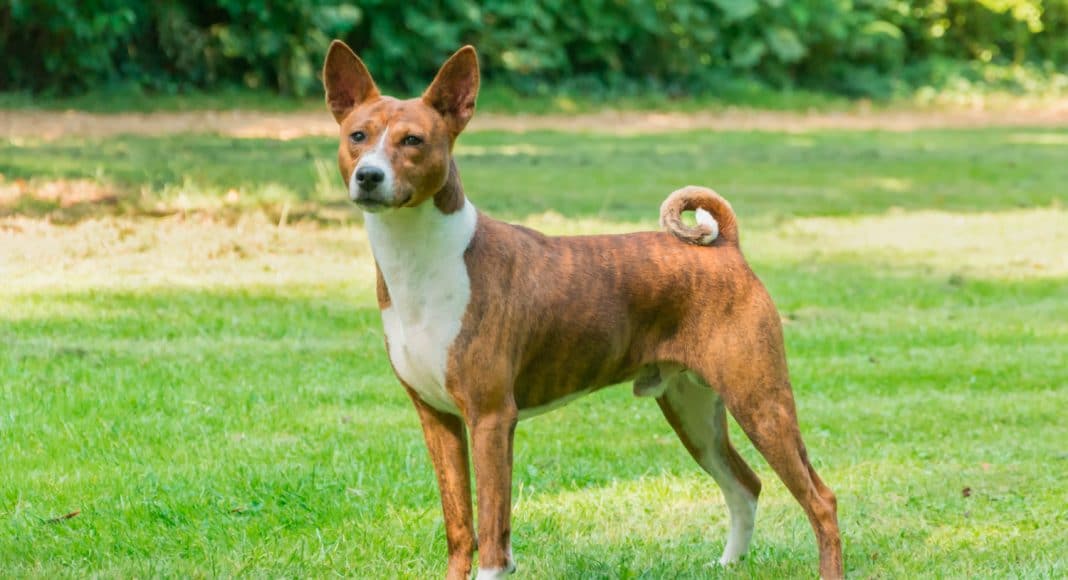 Dogs Of Instagram Basenji