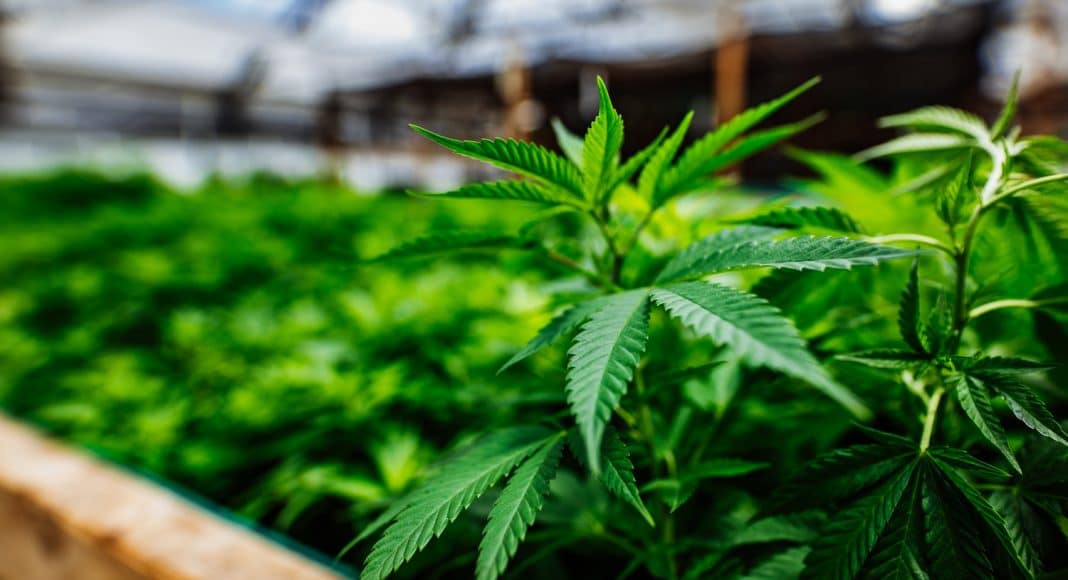 Legal Weed Is Making An Impact On The Billion Dollar Sleep Market