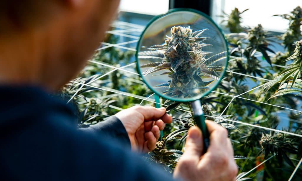 Science Still Confused Over Whether Marijuana Can Tame Opioid Epidemic