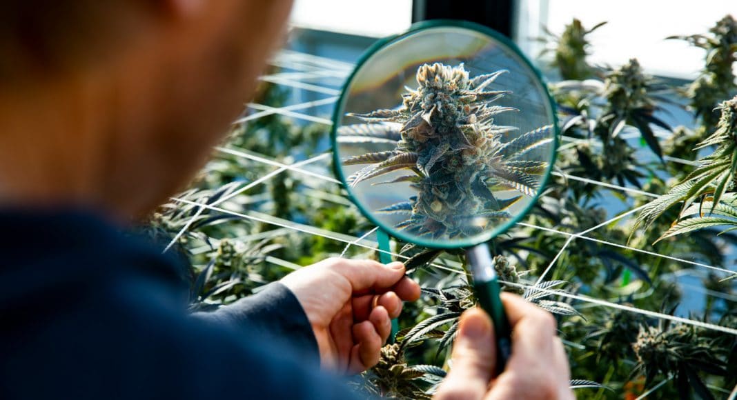 Science Still Confused Over Whether Marijuana Can Tame Opioid Epidemic