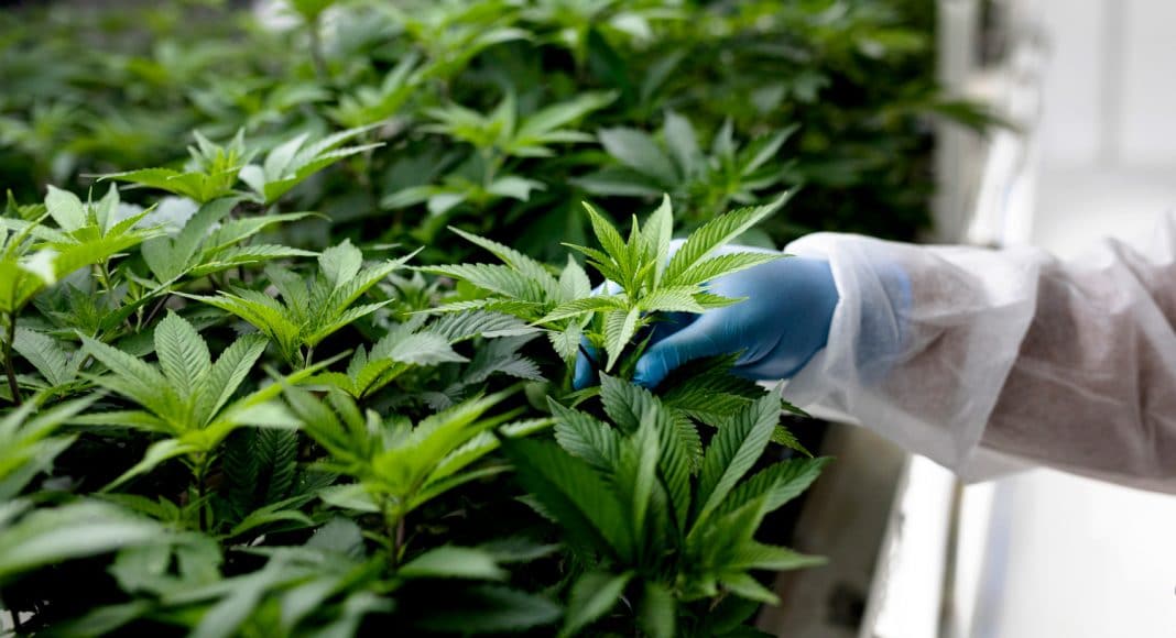 What Needs To Happen For Marijuana To Become Legal At The Federal Level