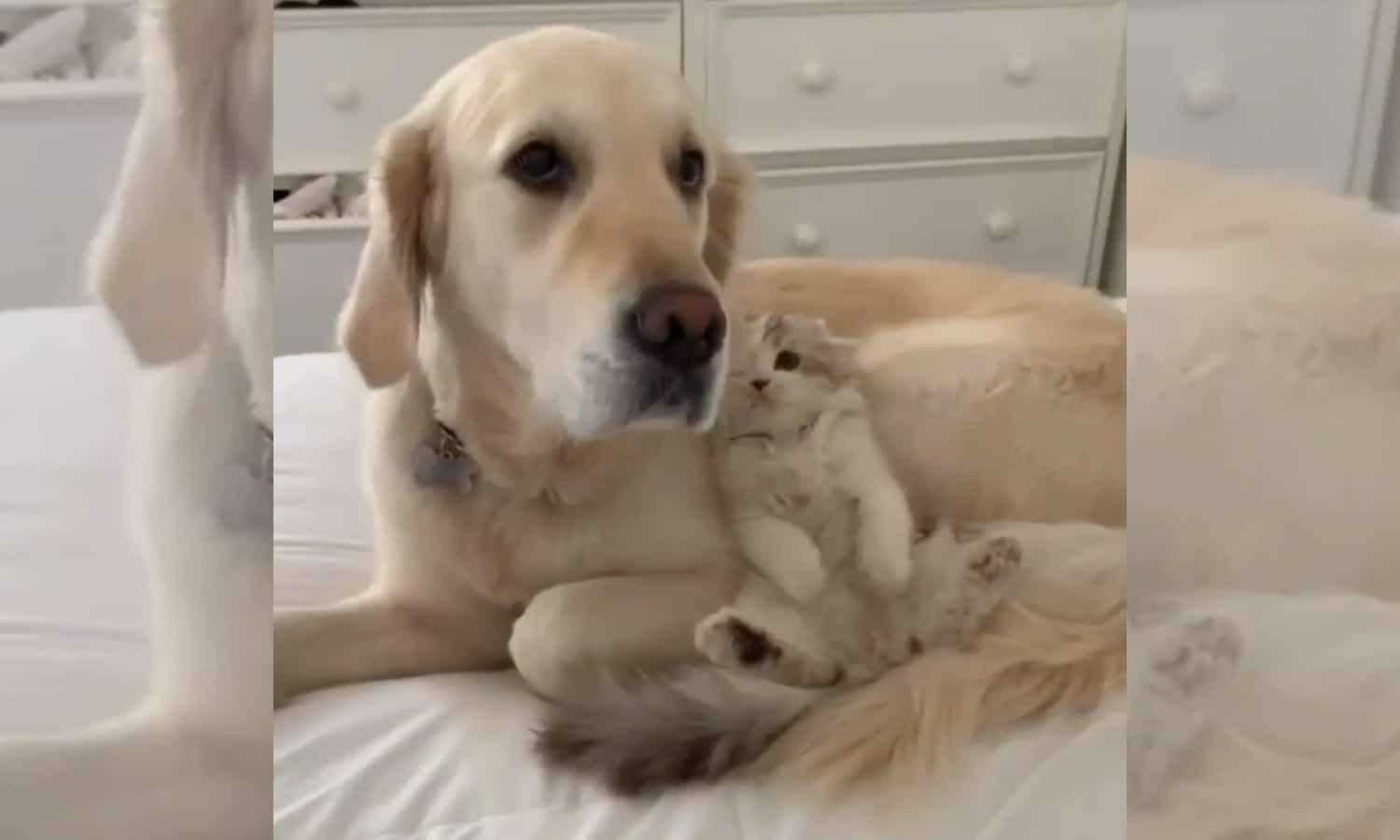5 Animal Videos To Save Your Week- December 2