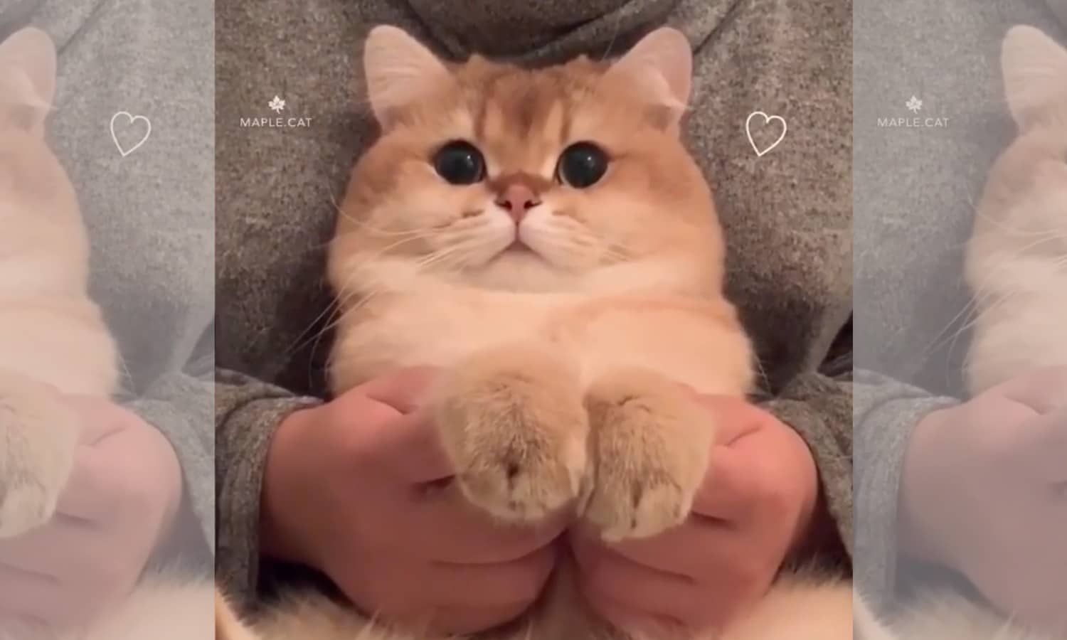 5 Animal Videos To Save Your Week- December 9