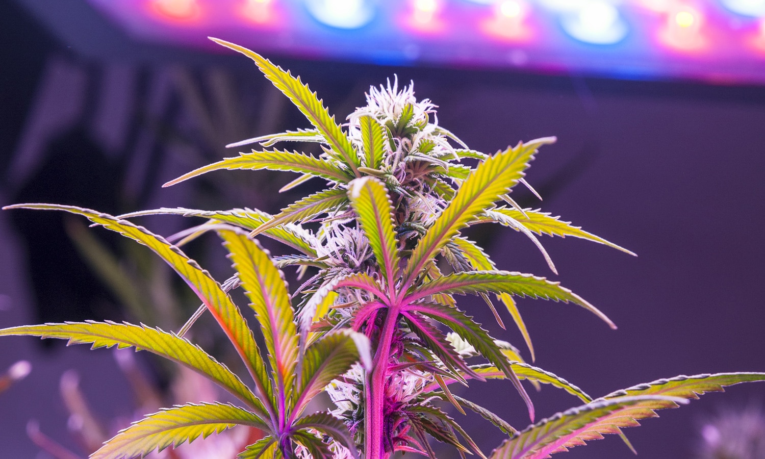 Are Grow Systems Like Seedio The Next Big Thing Or Just Hype?