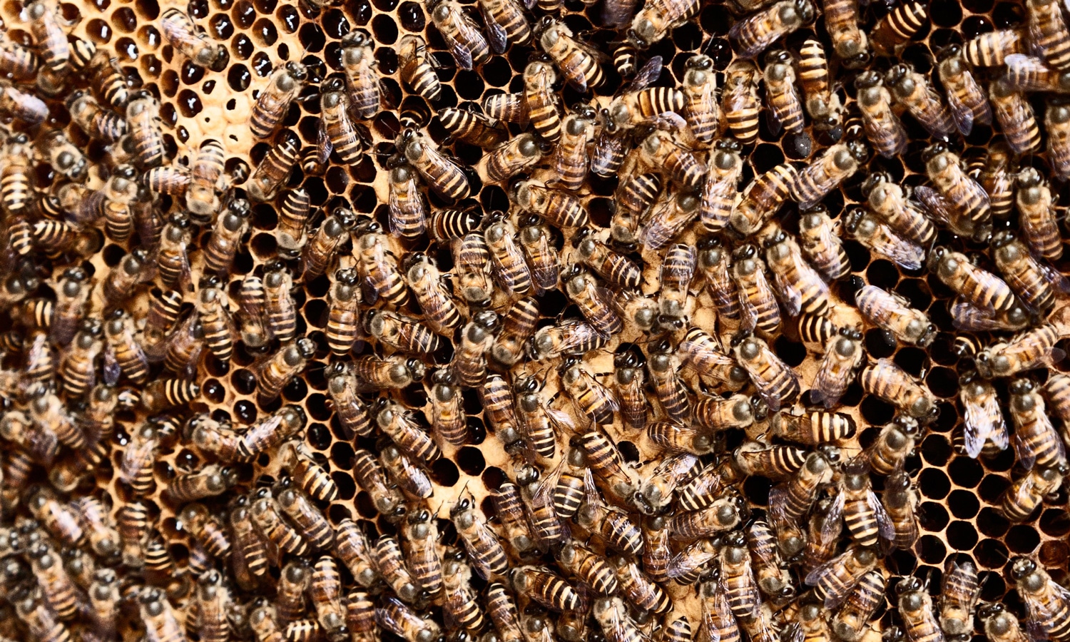 The Relationship Between Bees and Marijuana Might Surprise You