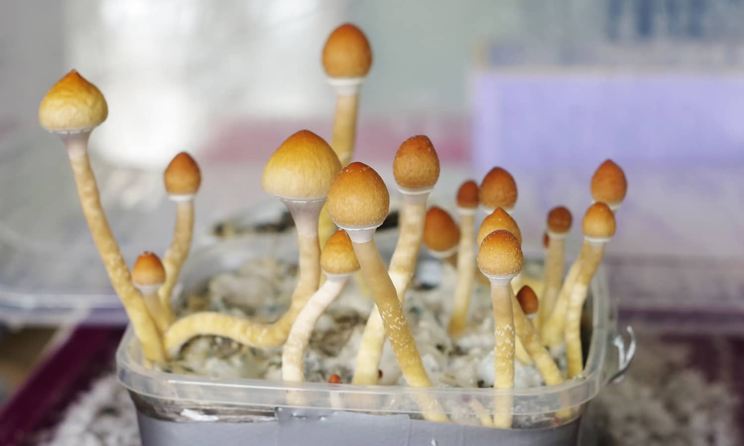 Chocolate Brand Trademarks The Word Psilocybin — Is That Legal?