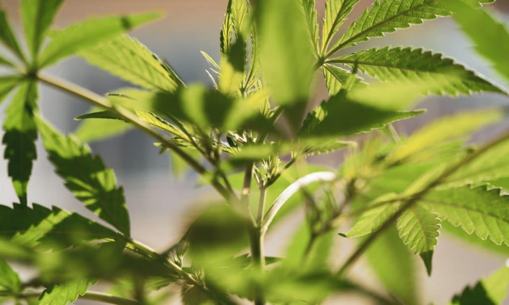 Is Smoking Marijuana Laced With Human Remains Dangerous