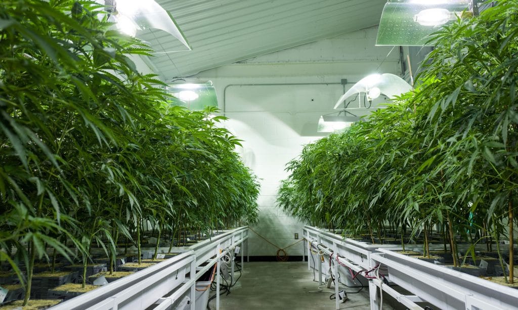Legal Cannabis Might Help Stop Alcohol-Related Deaths
