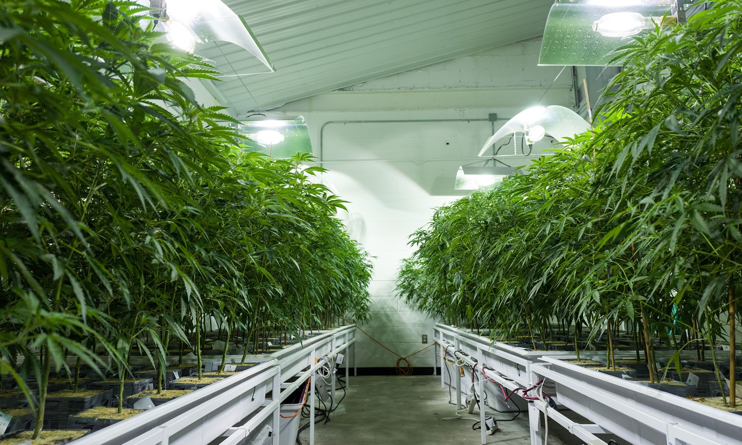 Legal Cannabis Might Help Stop Alcohol-Related Deaths