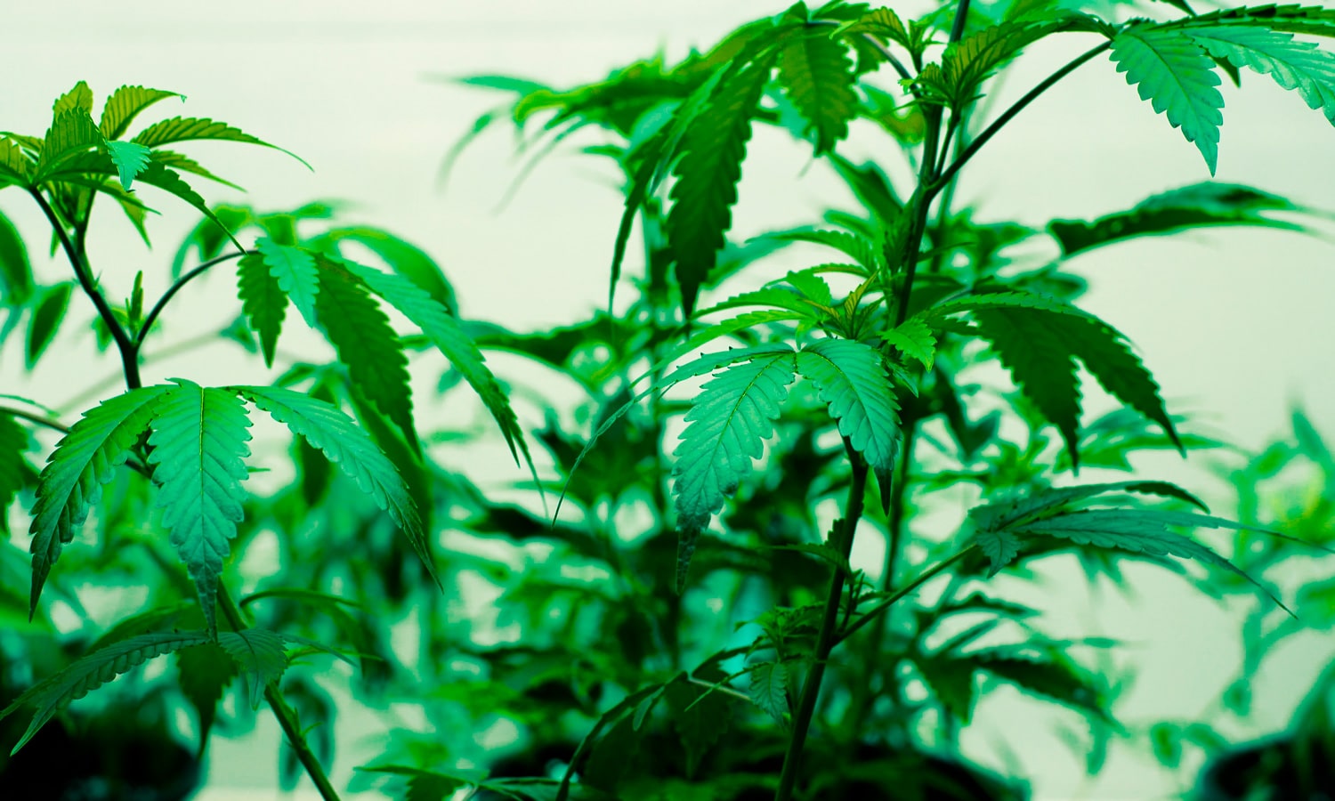 And now, cannabis has officially found a place in that garden. The Almanac has been moving toward cannabis gardening for several years. Its 2024 Garden Guide included a special report titled “Yes, You Cannabis!” offering expert advice for growing the plant. Today, its website has gone further, publishing a dedicated “How to Grow Cannabis: From Planting to Harvest” guide covering everything from choosing seeds to planting, sunlight, soil, watering and harvesting. That matters because The Old Farmer’s Almanac is not exactly known for chasing cultural fads. Cannabis appearing in its gardening pages puts marijuana in the same practical horticultural conversation as tomatoes, peppers, herbs and sunflowers. For would-be home growers, the advice is surprisingly familiar. The Almanac recommends starting cannabis outdoors after the last frost, when nighttime temperatures remain above about 55 degrees. Indoor growers can start plants at any time of year as long as they can provide consistent light and temperature. Outdoor plants should receive at least six hours of sunlight, have good air circulation and be planted in well-draining soil. Containers are also an option for gardeners who lack suitable ground space.