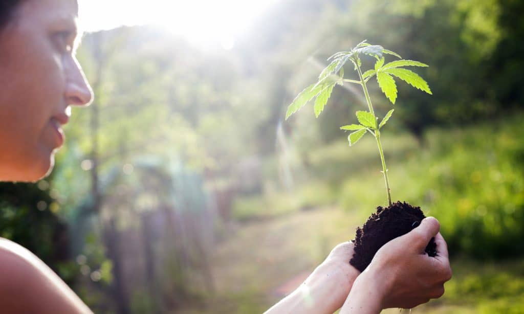 Hemp Farmers Still Searching For Companies To Buy Crop
