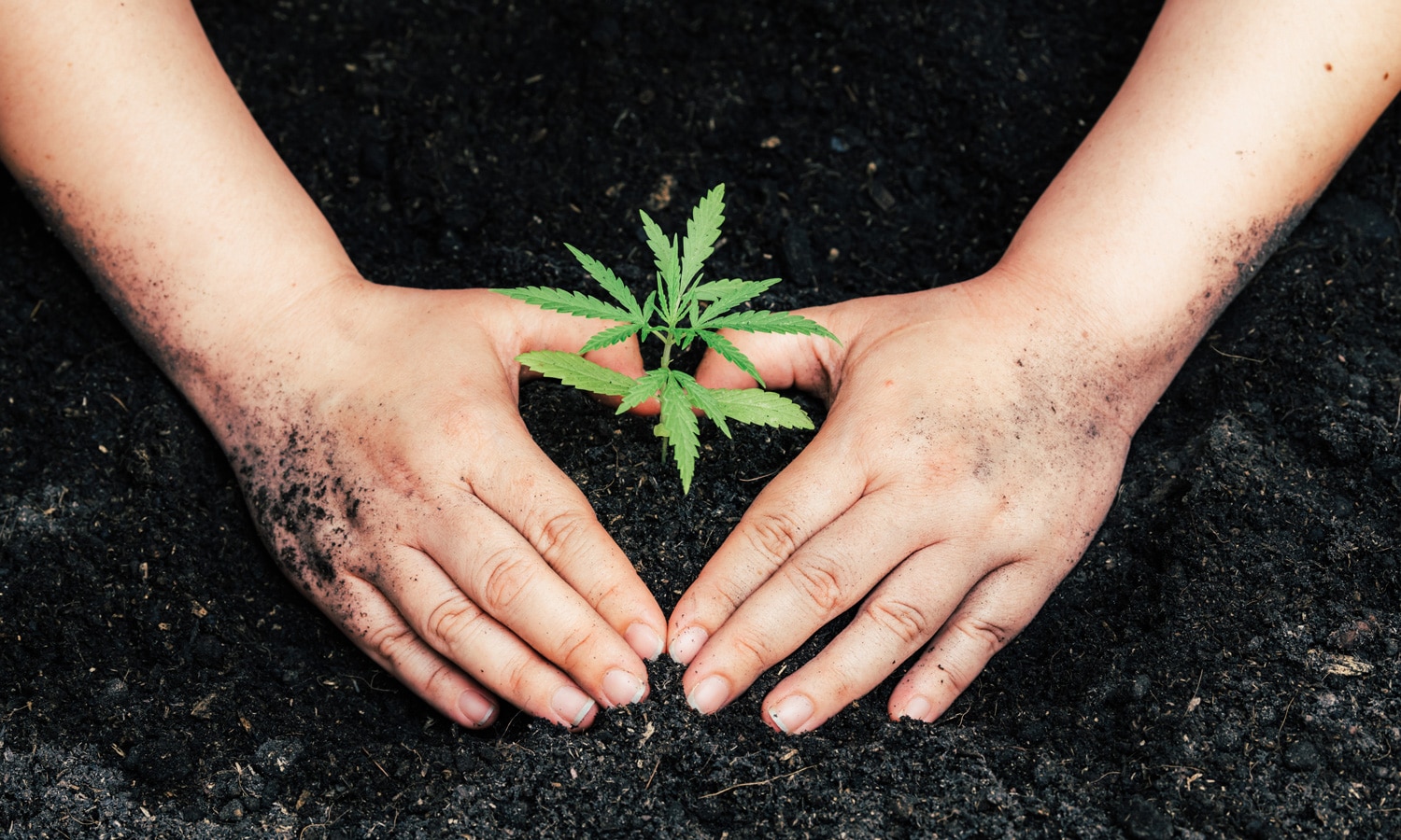 Hemp Farmers Still Searching For Companies To Buy Crop