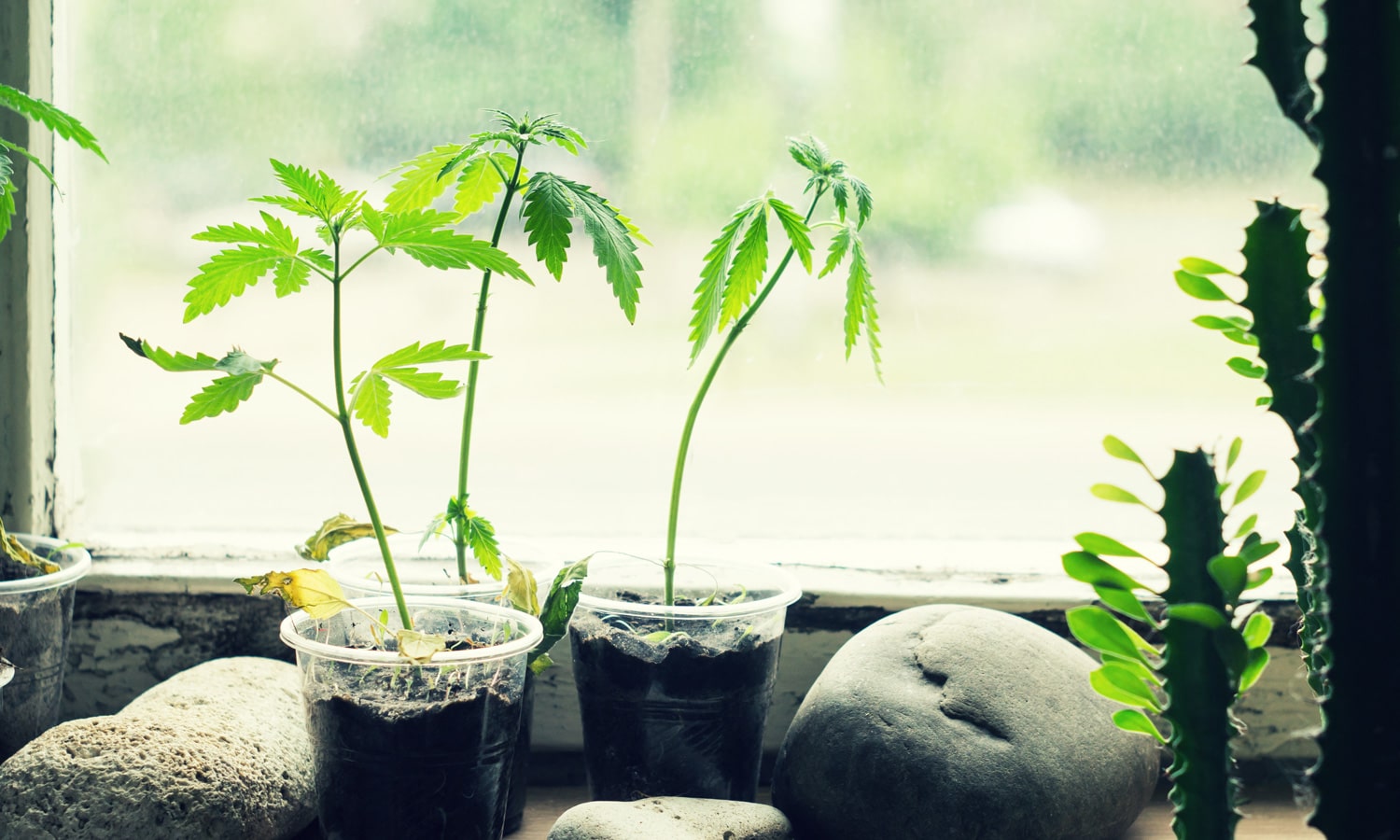Should Coronavirus Allow All Medical Patients To Grow Marijuana