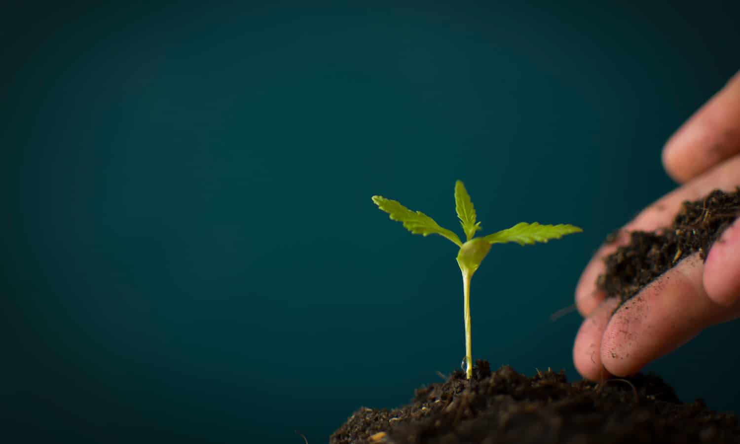 Hemp Farmers May Now Qualify For Federal Economic Relief