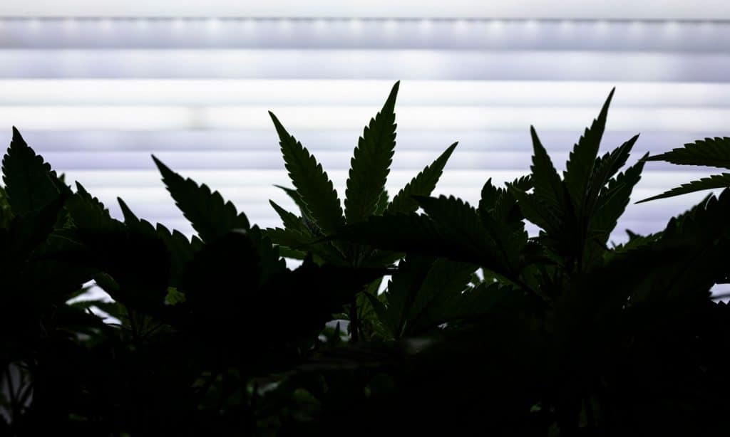 Remembering Dr. Lester Grinspoon, The Intellectual Leader of The Marijuana Movement