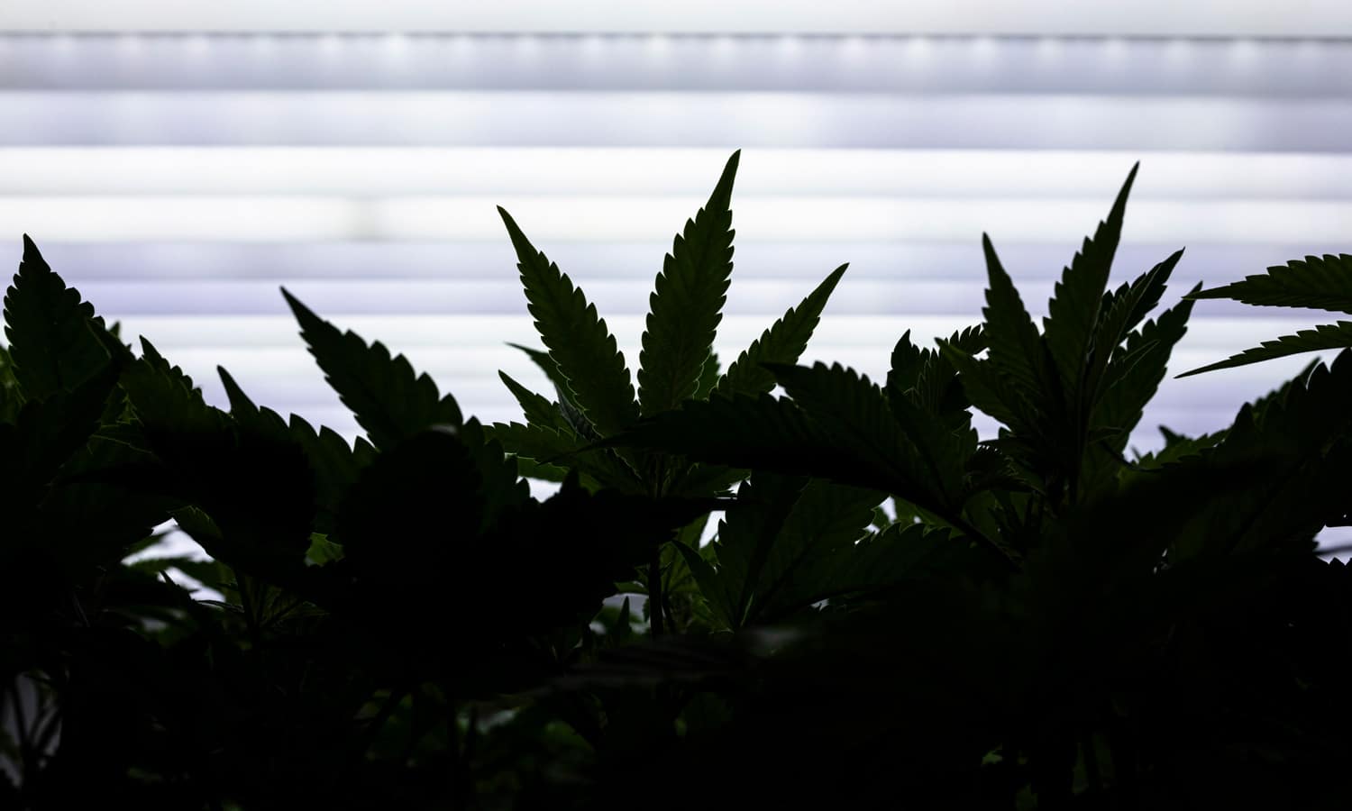 Remembering Dr. Lester Grinspoon, The Intellectual Leader of The Marijuana Movement