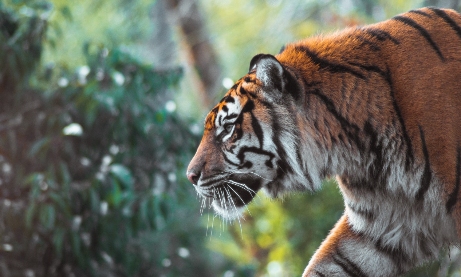 Music Publicist And Cannabis Advocate Taps 'Tiger King' Producer To Tell Harrowing Tale