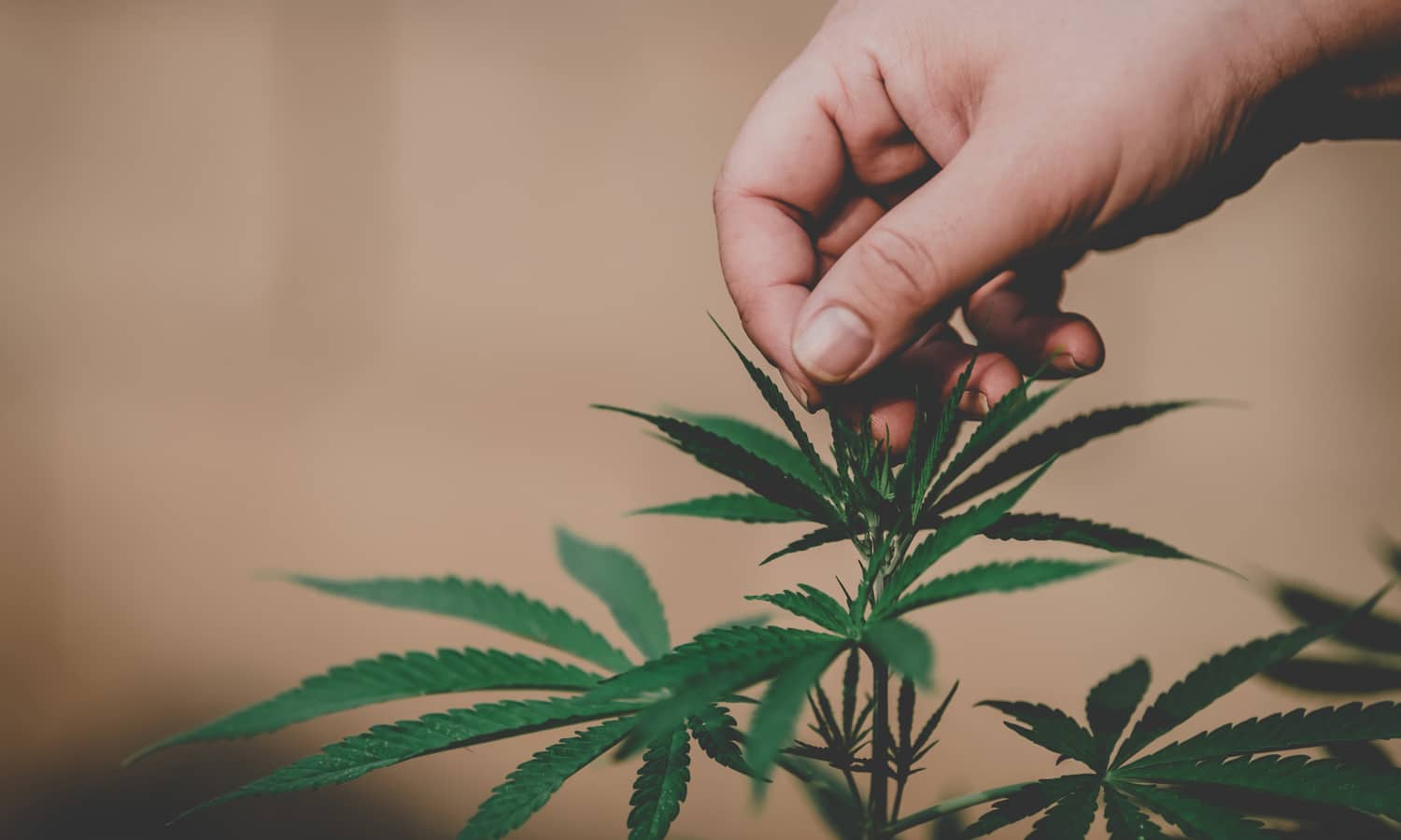 Cannabis Workers Now Outnumber These Industries