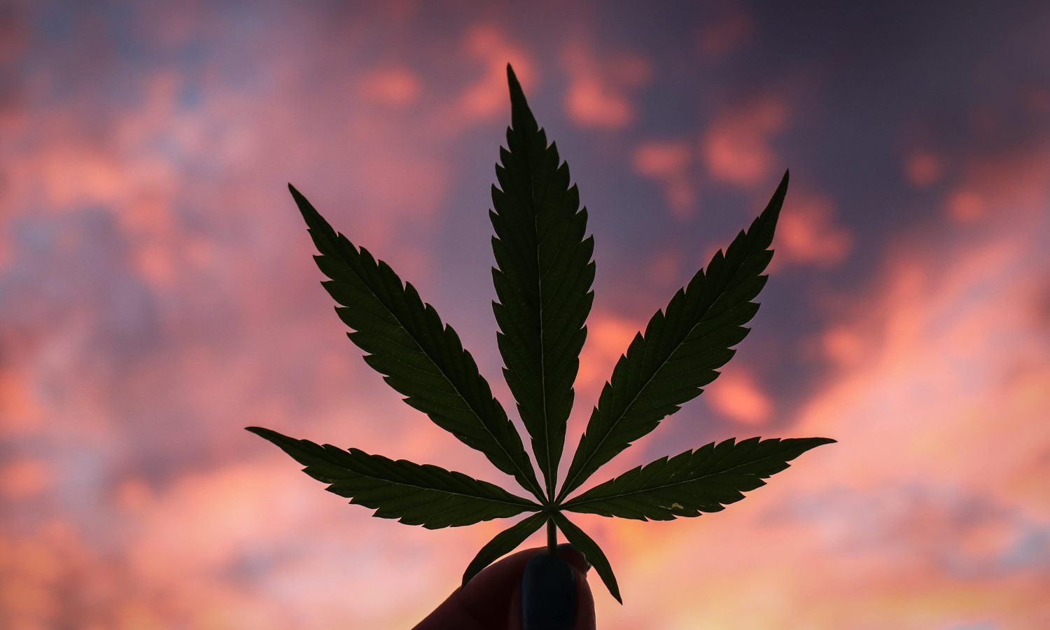 Decriminalization Vs. Legalization