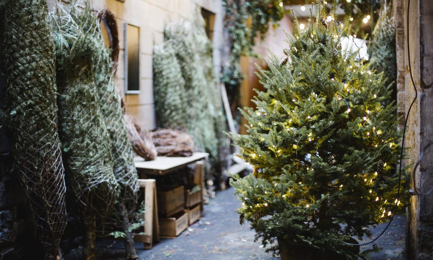This Adorable Thing Happened To Prince Harry At A Christmas Tree Farm