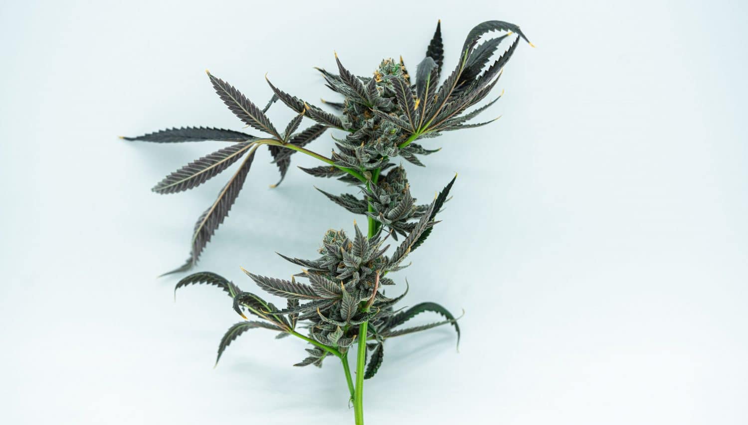 USP Looks To Growers For Quality Control