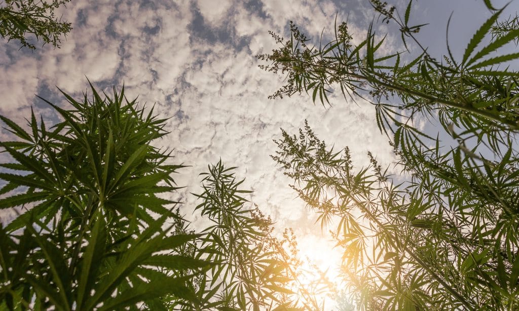 Is Tribal Cannabis On A Comeback Tour?