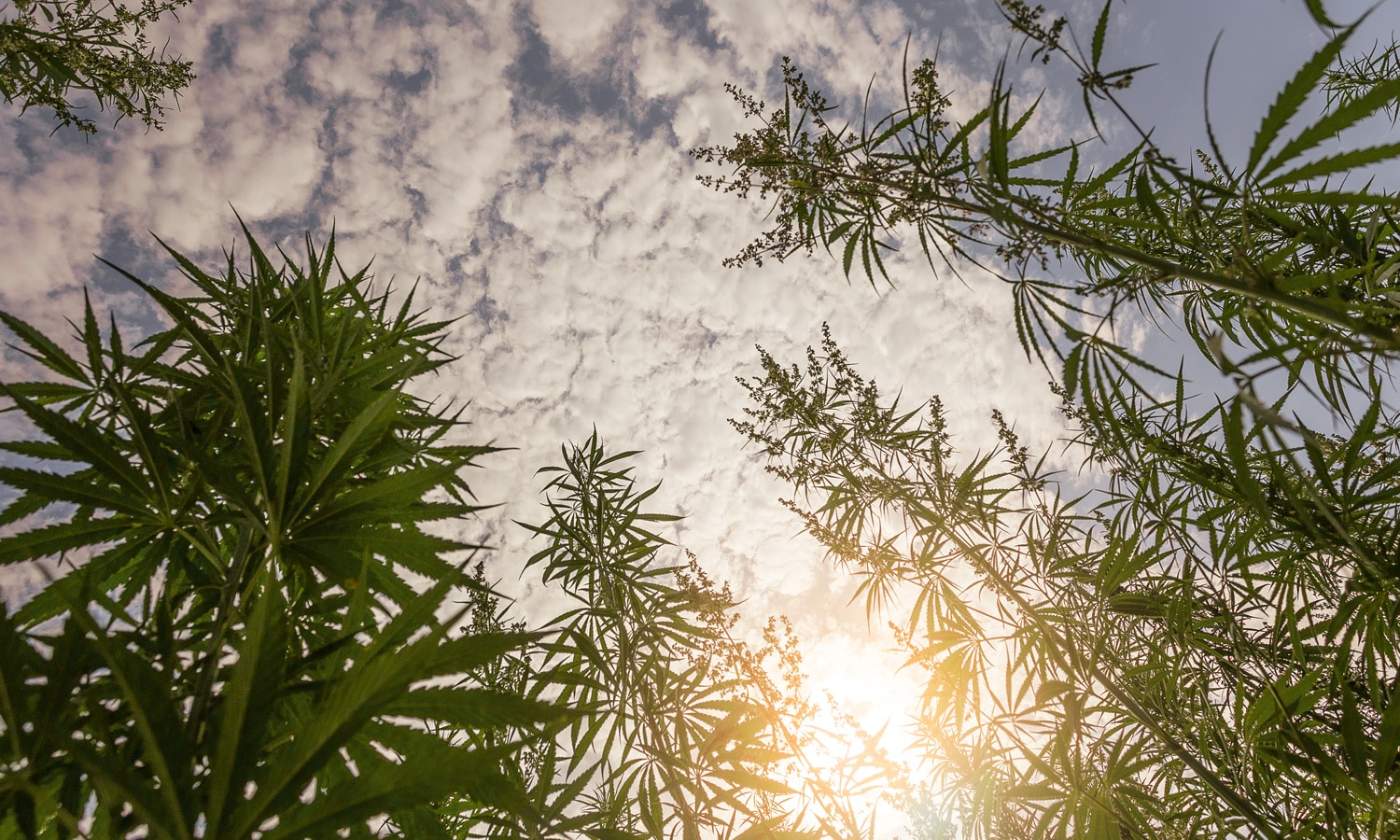 Is Tribal Cannabis On A Comeback Tour?