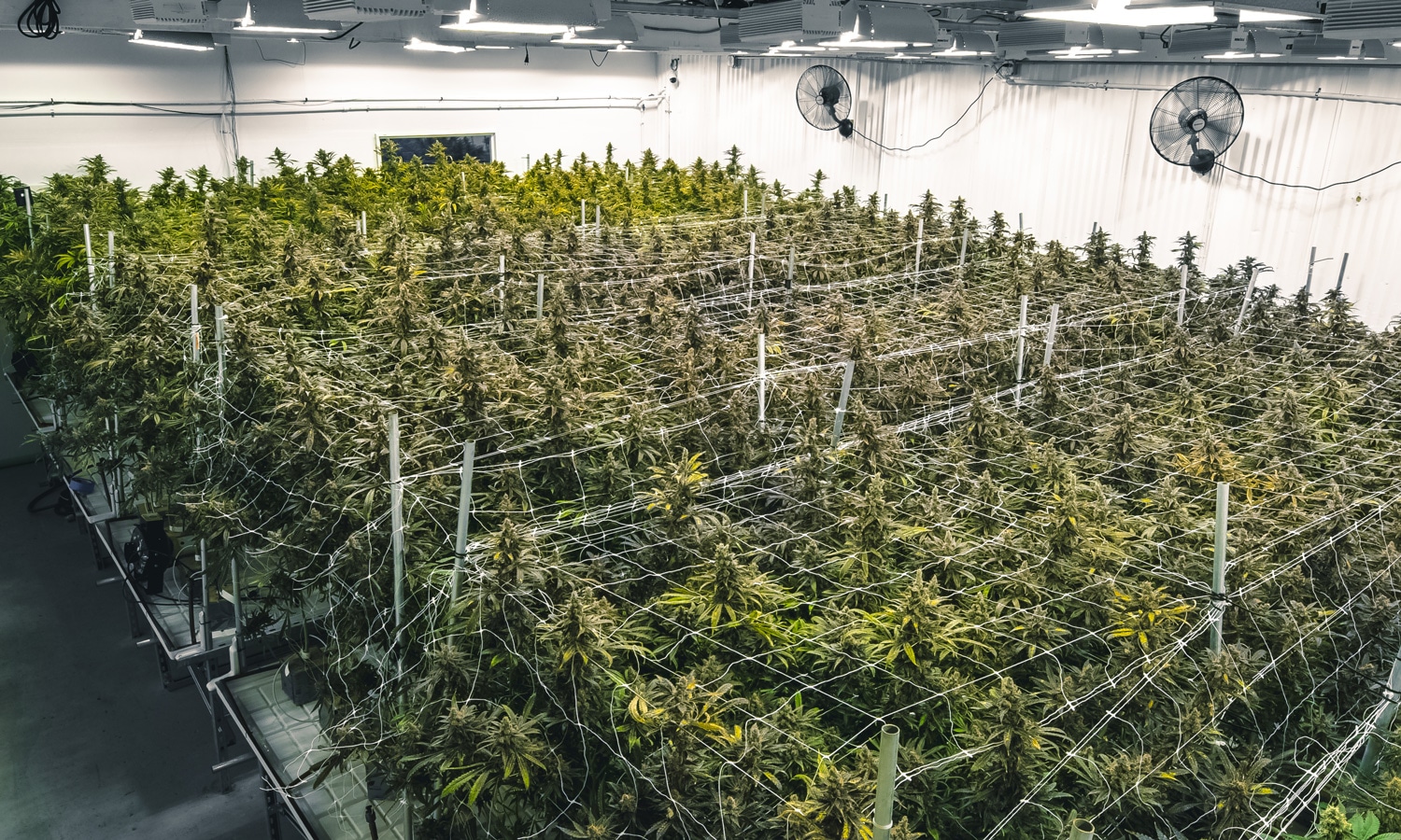 For Marijuana Companies, There's No Bankruptcy