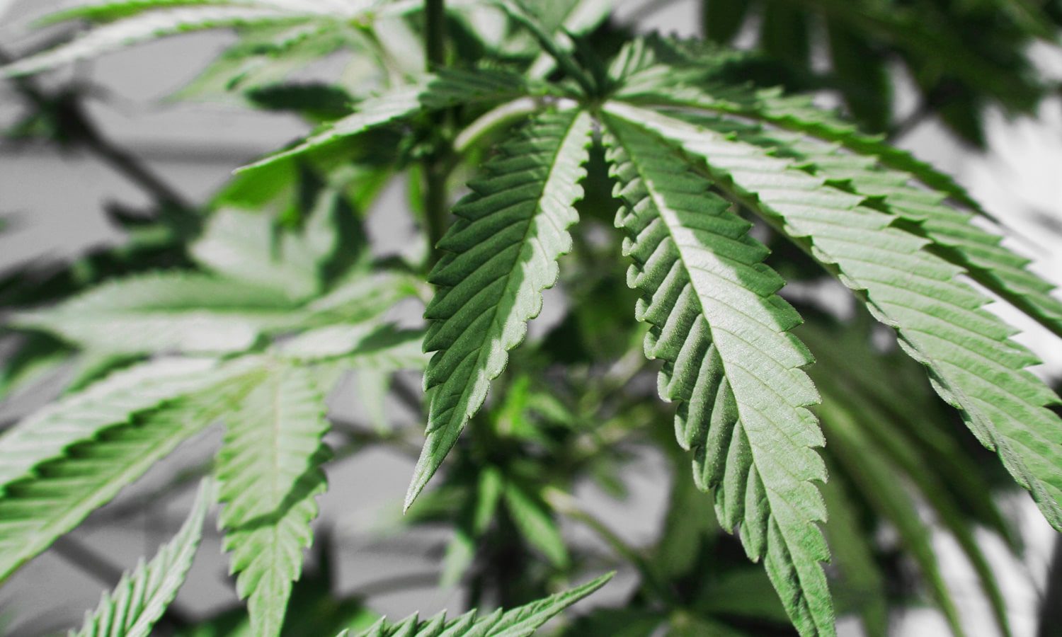 Reality Check: What The Feds Get Wrong About Marijuana
