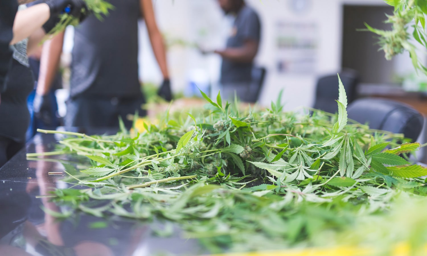Should I Invest In My Friend's Marijuana Business?
