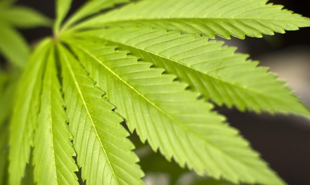 The Discovery Of A Cannabinoid 30 Times Stronger Than THC Isn't All Good