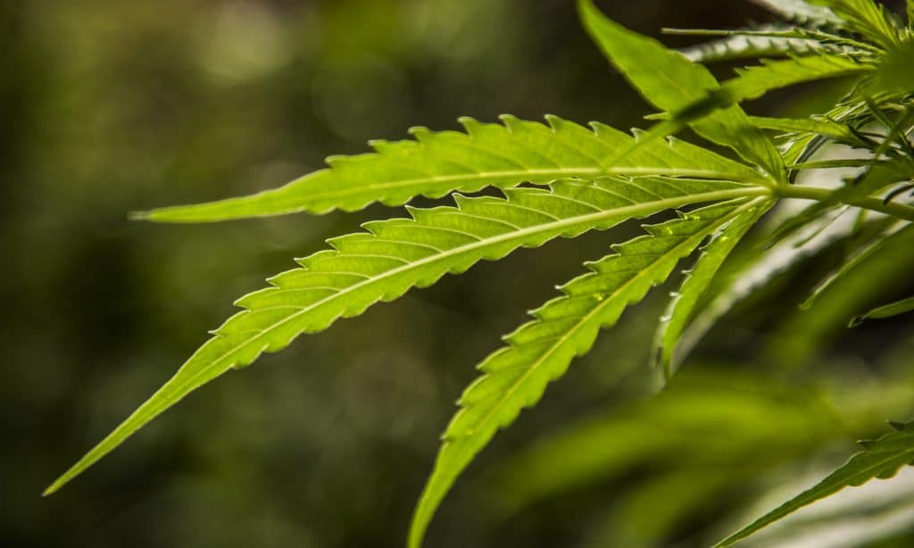 What Is CBG And Is It Legal?