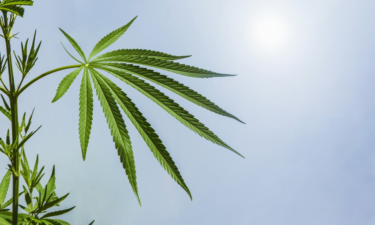 Hemp- Marijuana Or Not Marijuana?