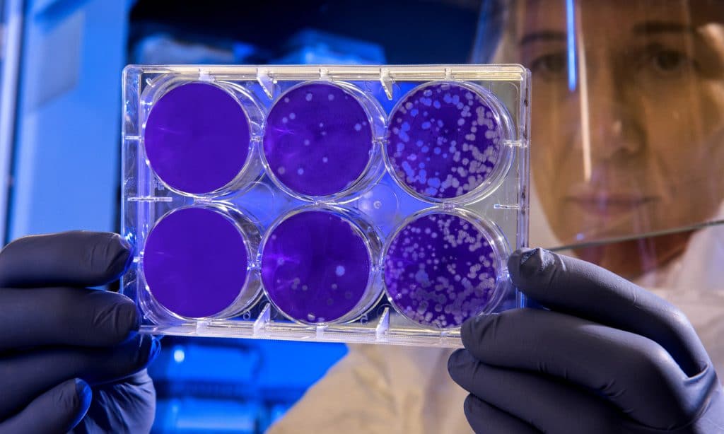 Ask Our Experts- Cannabis Vs. Coronavirus