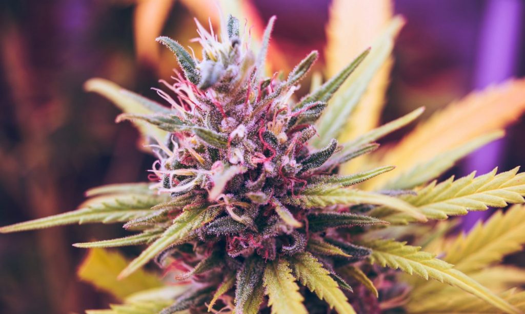 What Are Cannabis Calyxes