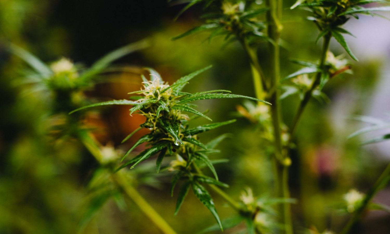 Is There A Difference Between Indica And Sativa Strains? Here's What Experts Say