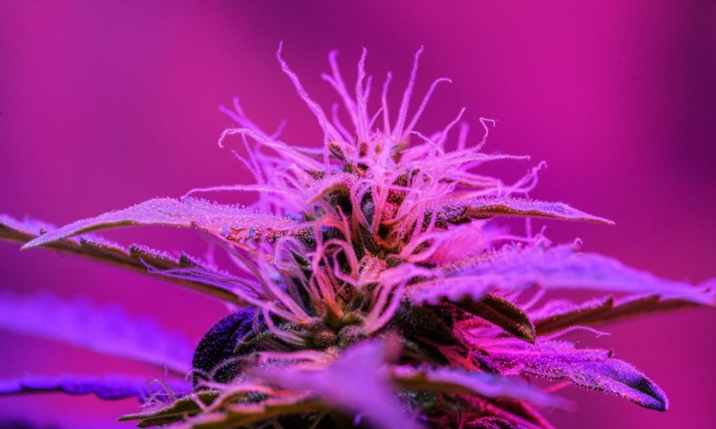 purple cannabis
