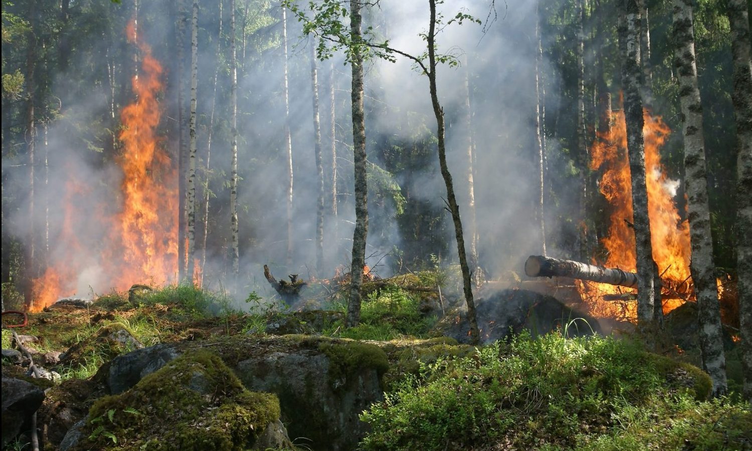 wildfires