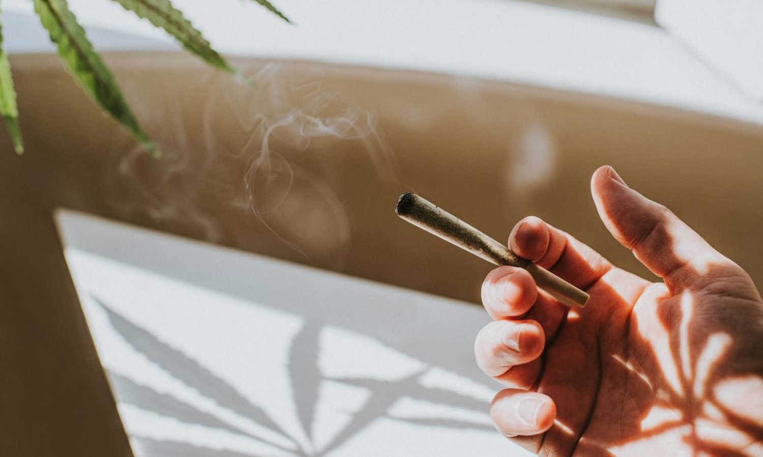 Study Finds Strong THC Balanced With CBD Is Better For Your Brain