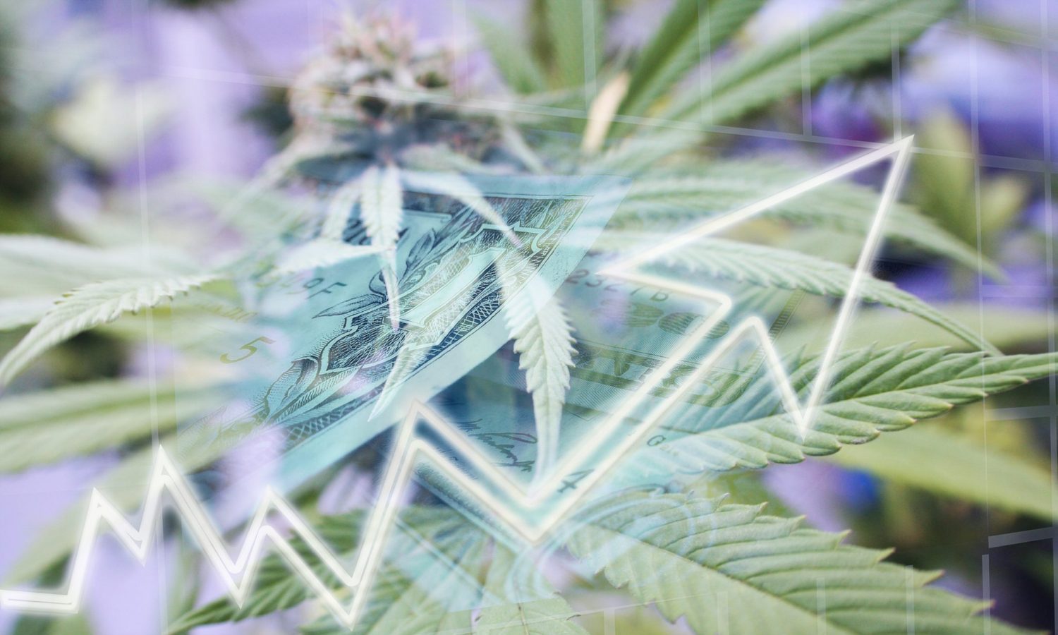 cannabis stock